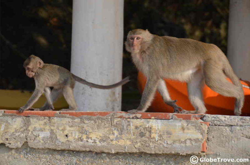 how long does it take to walk around the monkey world