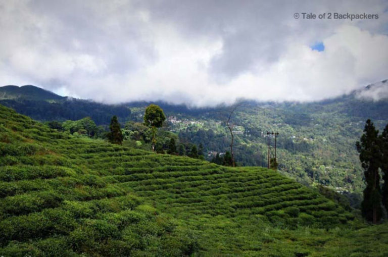 Happy Valley Tea Estate_Darjeeling - GlobeTrove