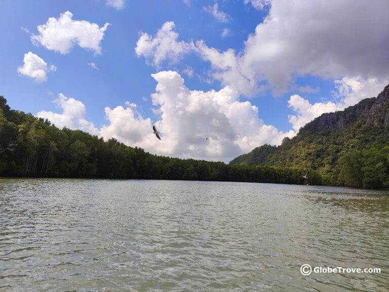 langkawi mangrove tour reviews