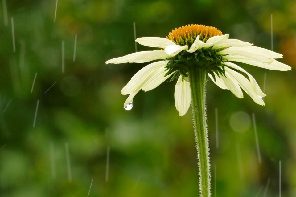 128 Amazing Rain Quotes And Captions - GlobeTrove