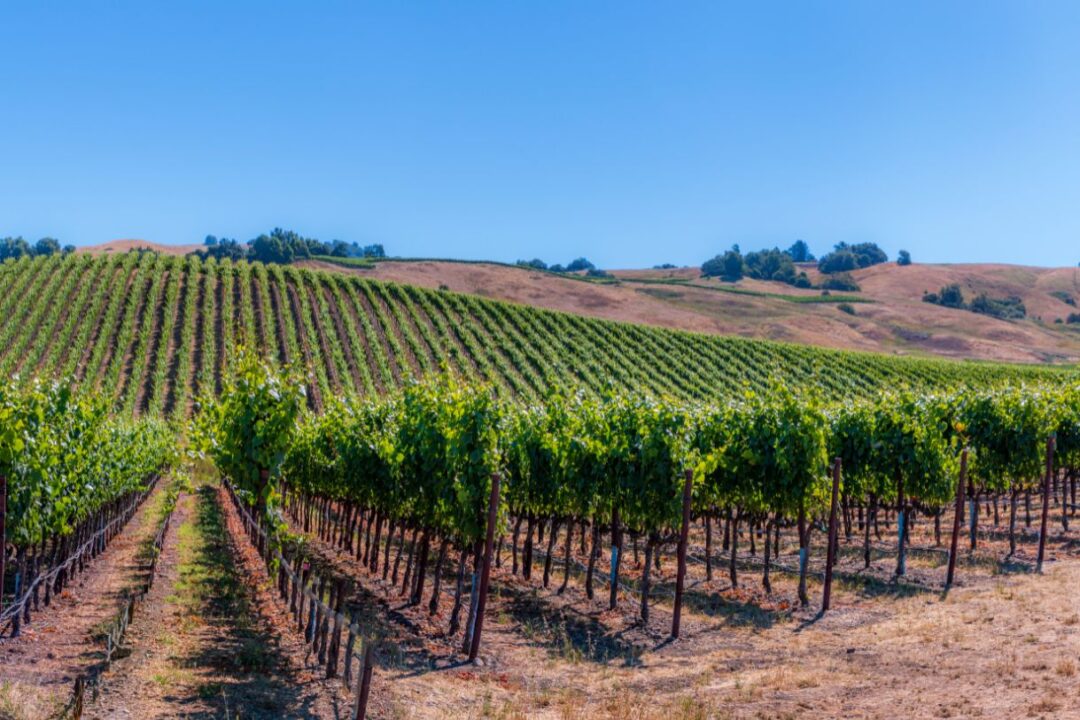 Wine Regions In California - 28 Amazing Vineyards And Wineries - GlobeTrove