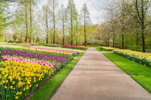 A paved path with colorful tulip beds on either sight is one of the familiar sights during the Amsterdam Tulip tours.