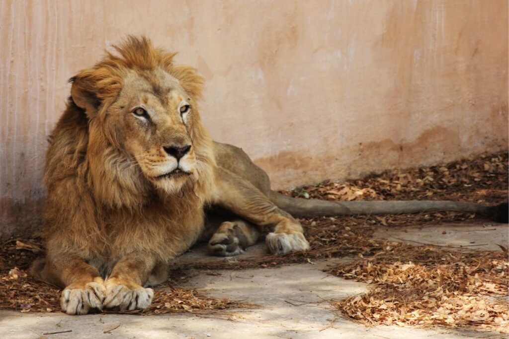 ARTIS Zoo