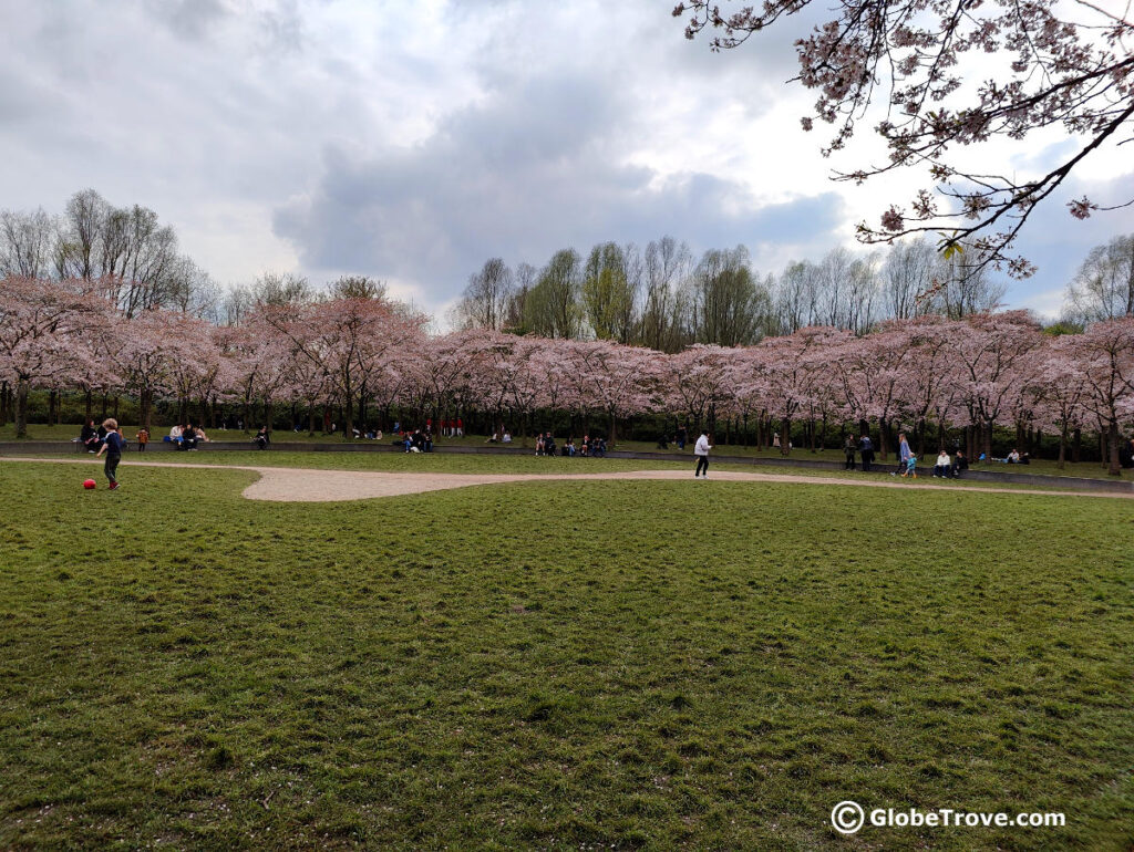 The Cherry Blossoms in the Amsterdam Bos are a great thing to see and do with kids in Amsterdam.