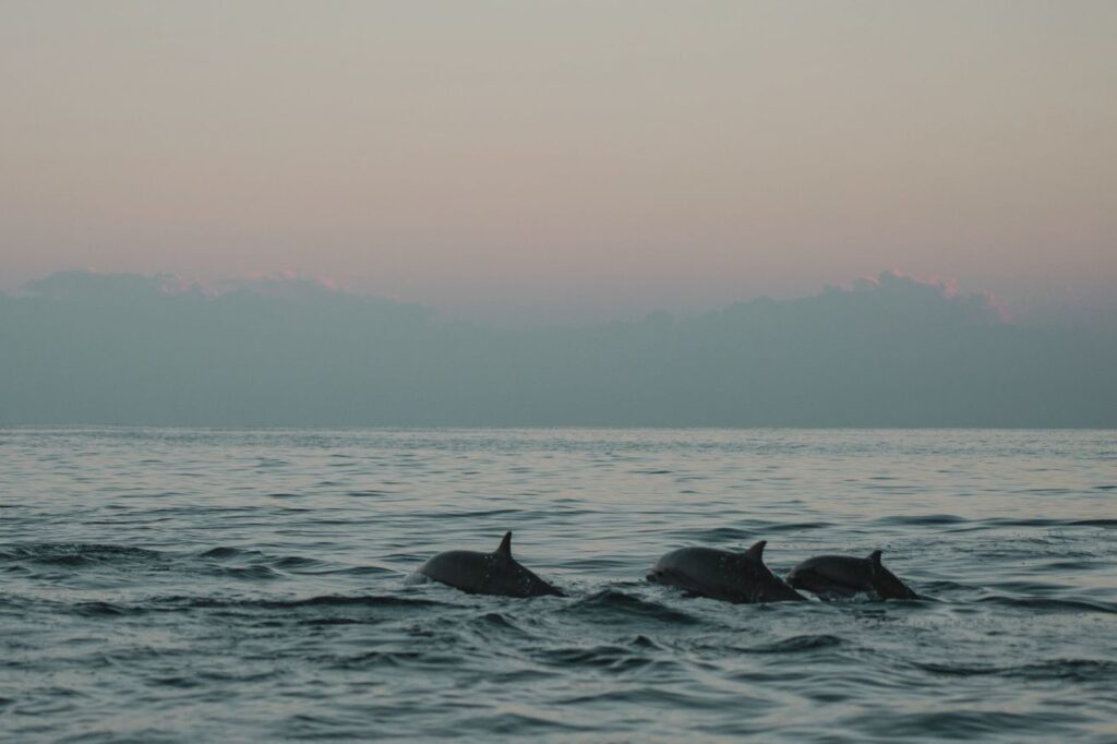 One of the cool unusual things to do in Lisbon is to go Dolphin watching with a marine biologist.