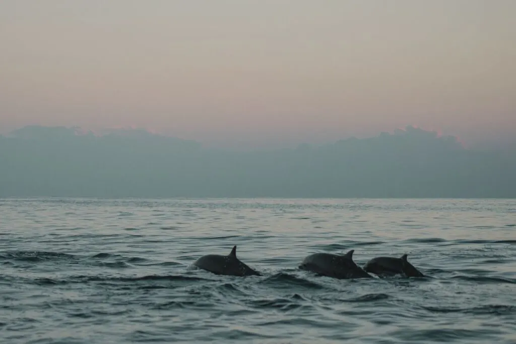 One of the cool unusual things to do in Lisbon is to go Dolphin watching with a marine biologist.